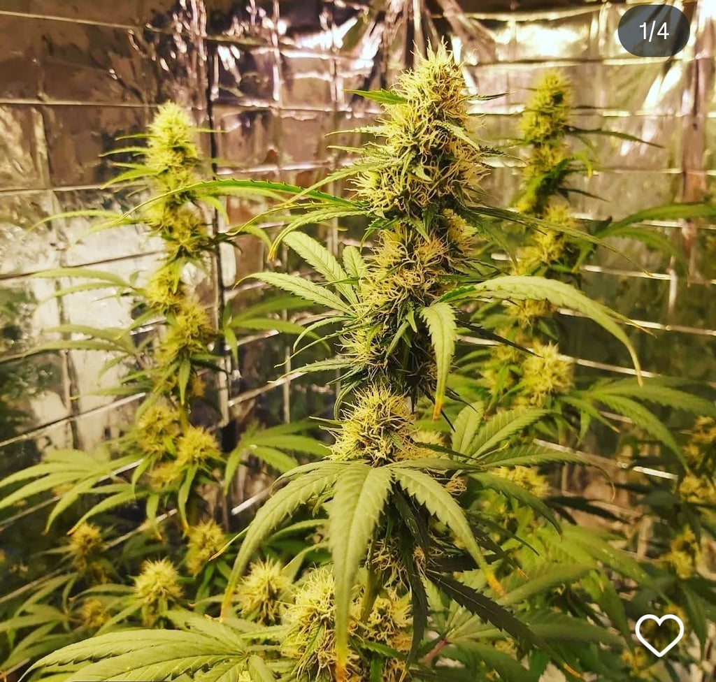 AZ Sunburn Auto F1 reg