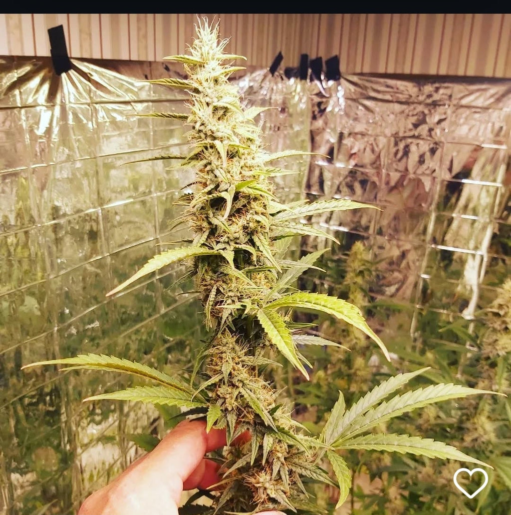 AZ Sunburn Auto F1 reg