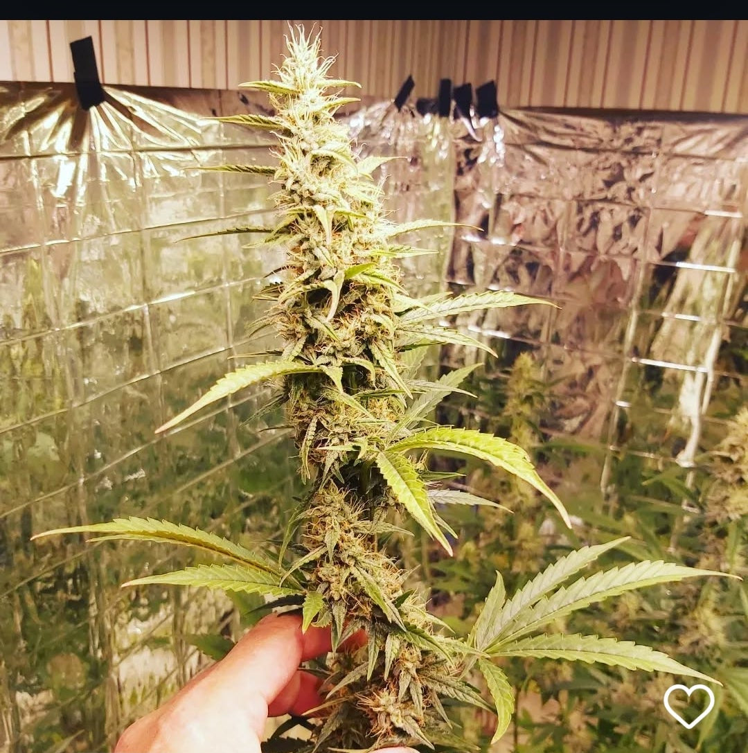 AZ Sunburn Auto F1 reg
